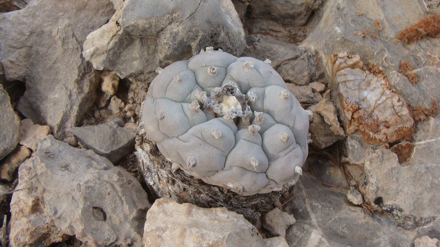 Lophophora williamsii - Peyote