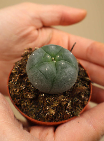 Lophophora williamsii | Peyote