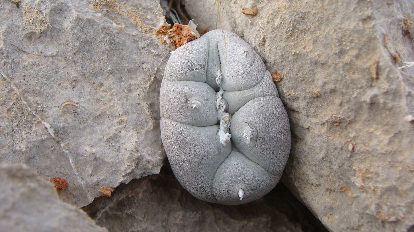 Lophophora williamsii - Peyote