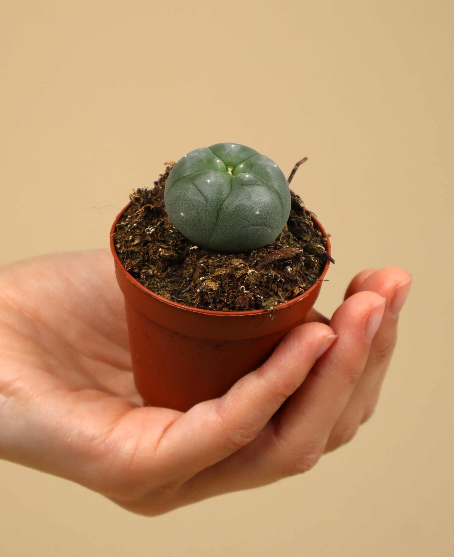 Lophophora williamsii | Peyote