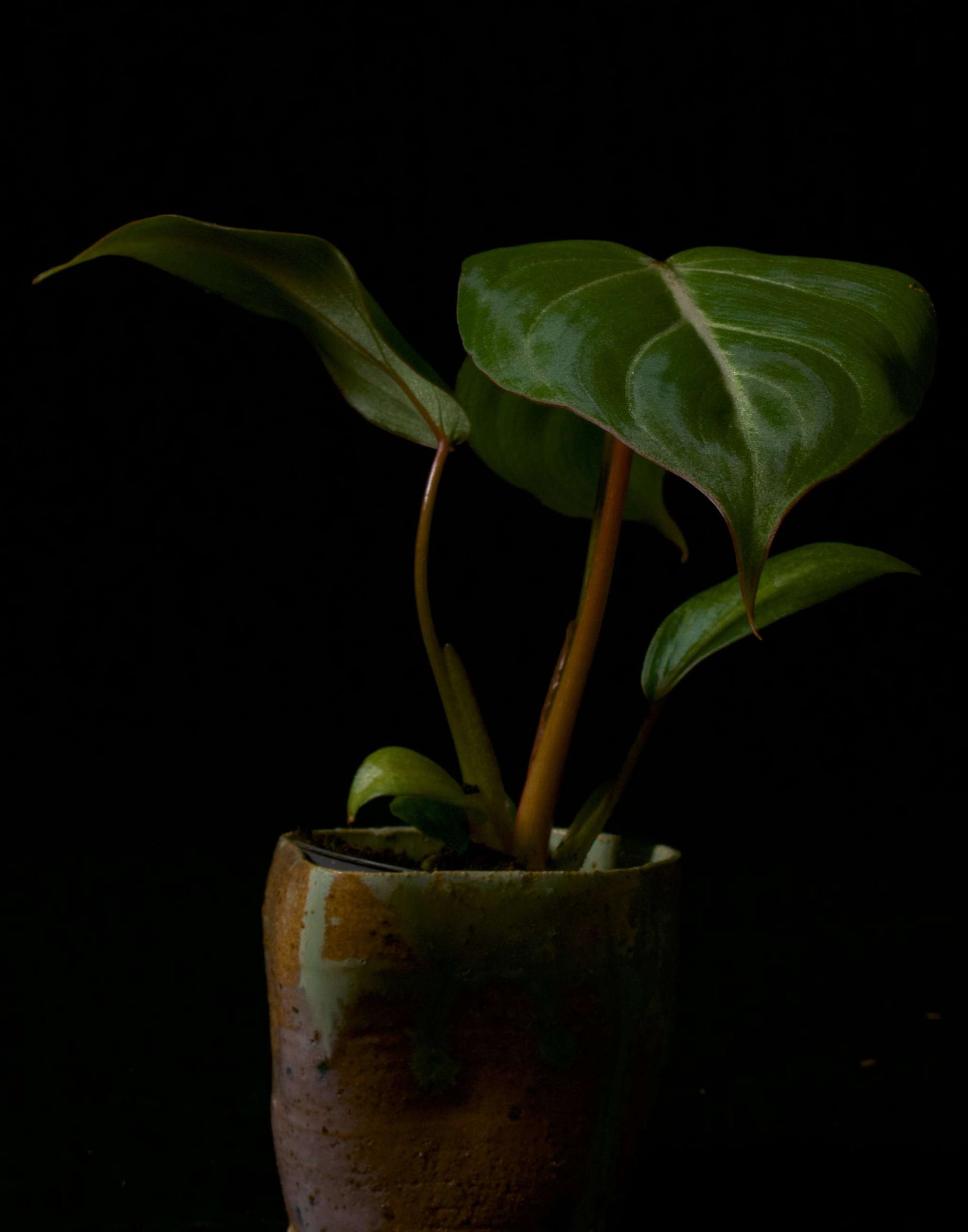 philodendron gloriosum liten