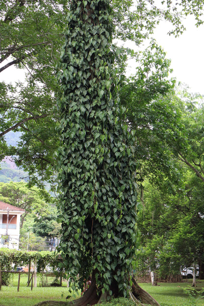 Philodendron hederaceum (klätterkalla)