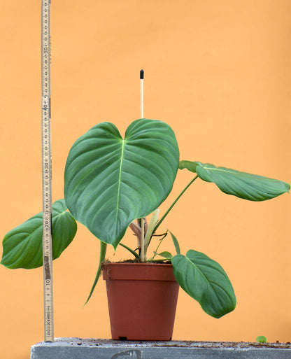 Philodendron grandipes