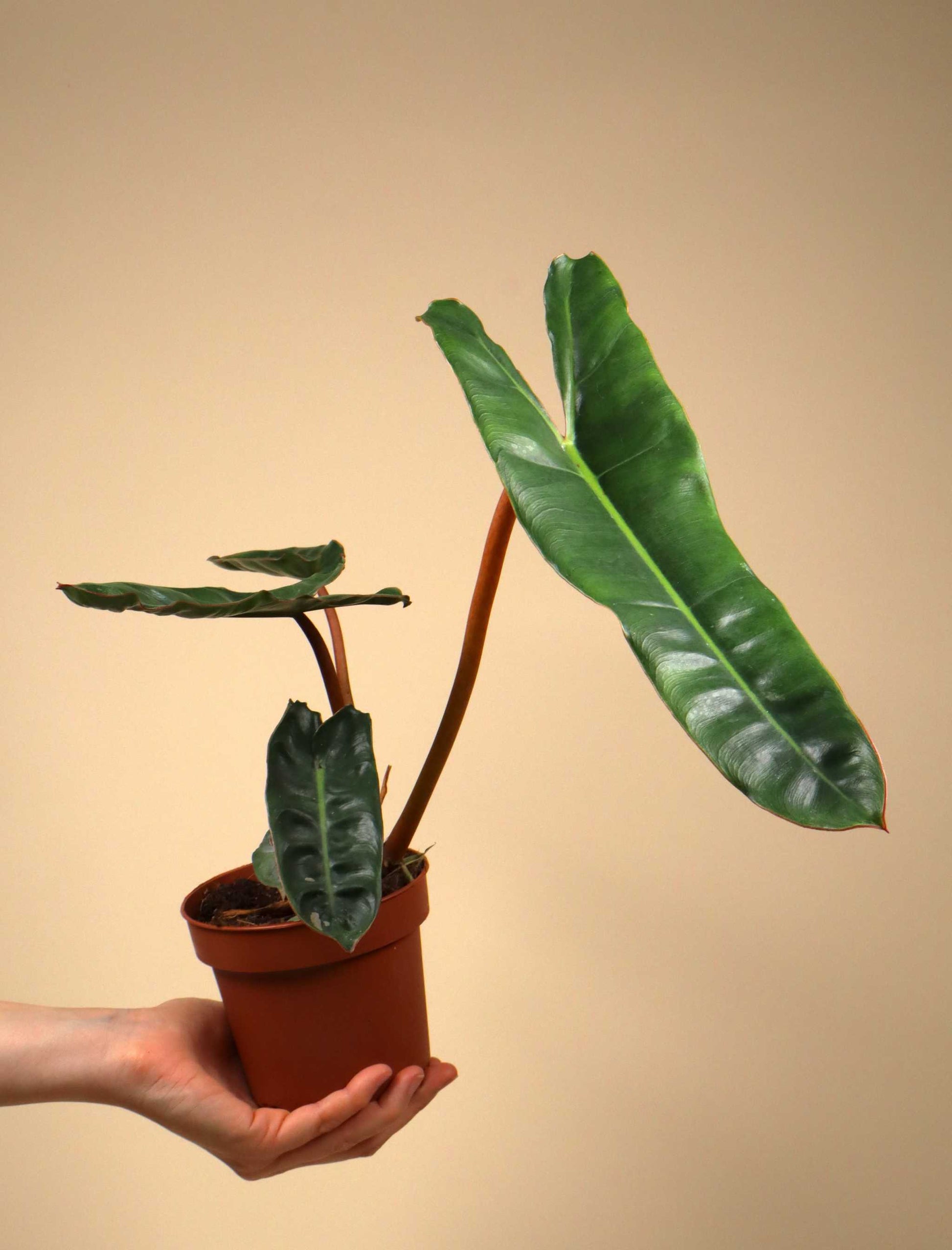 philodendron billietiae black Philodendron Billietiae