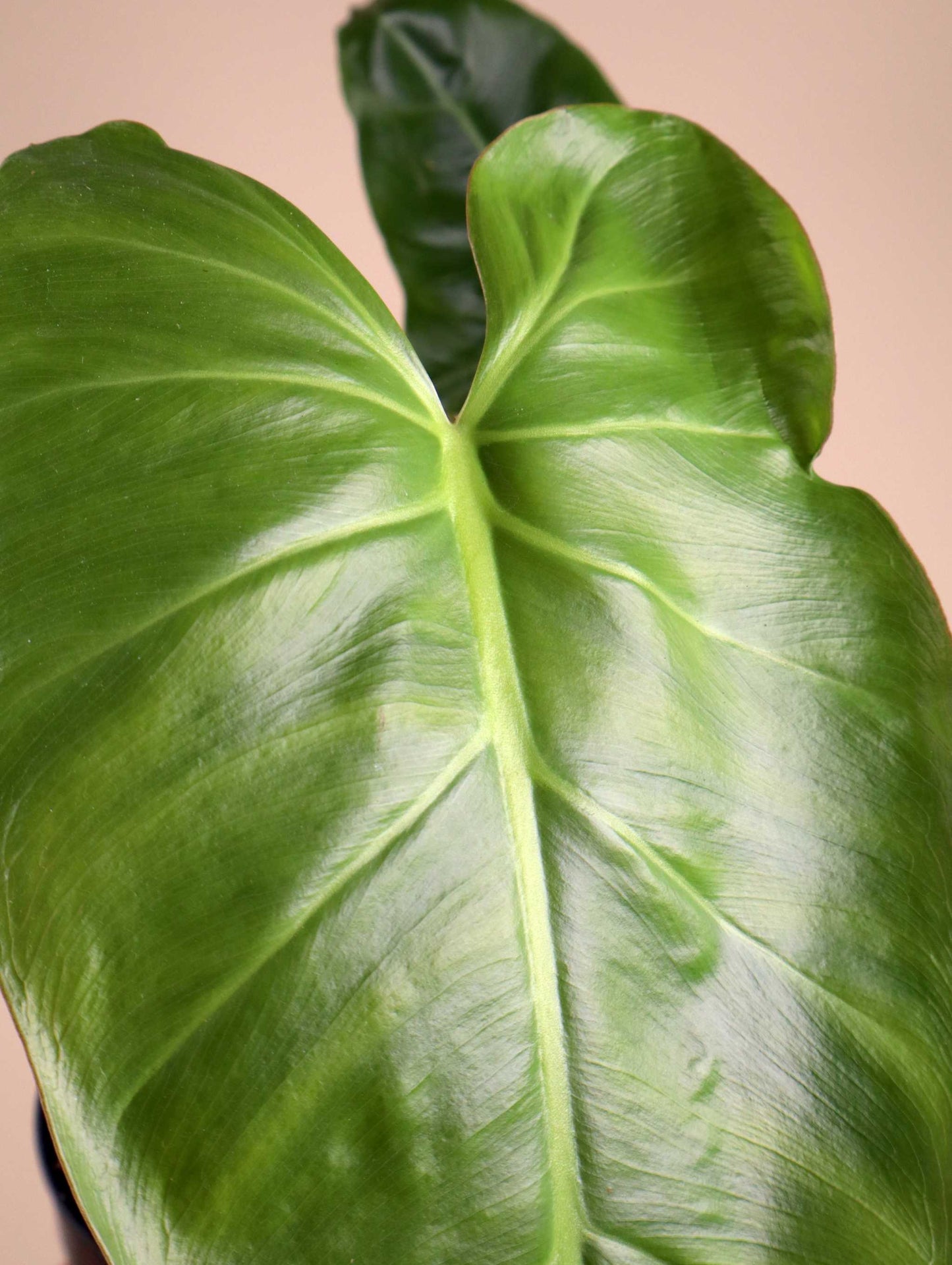 Philodendron maximum