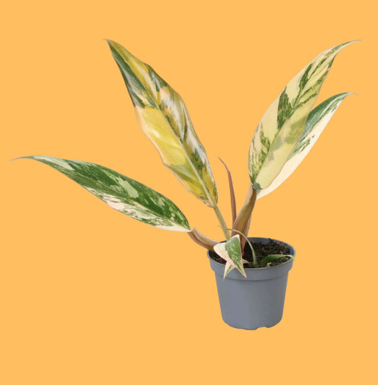 Philodendron 'Caramel Marble' - Förberställning