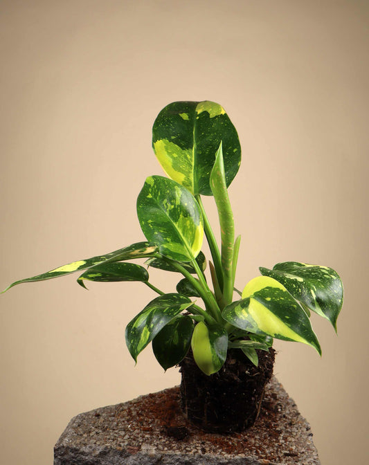 Philodendron 'Green Congo' Variegata
