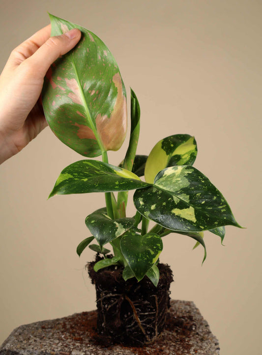 Philodendron 'Green Congo' Variegata