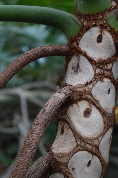 Philodendron bipinnatifidum