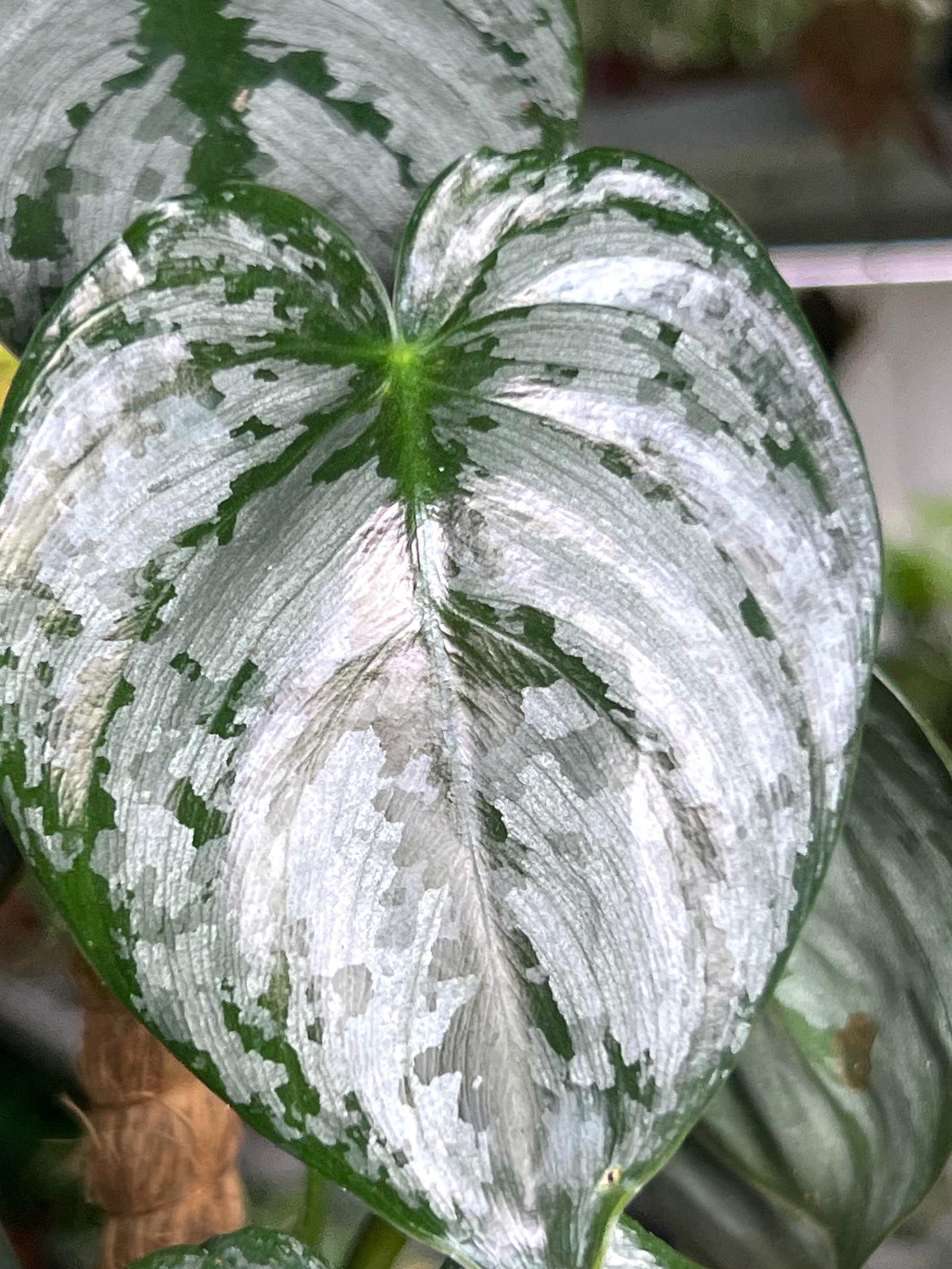 Philodendron brandtianum