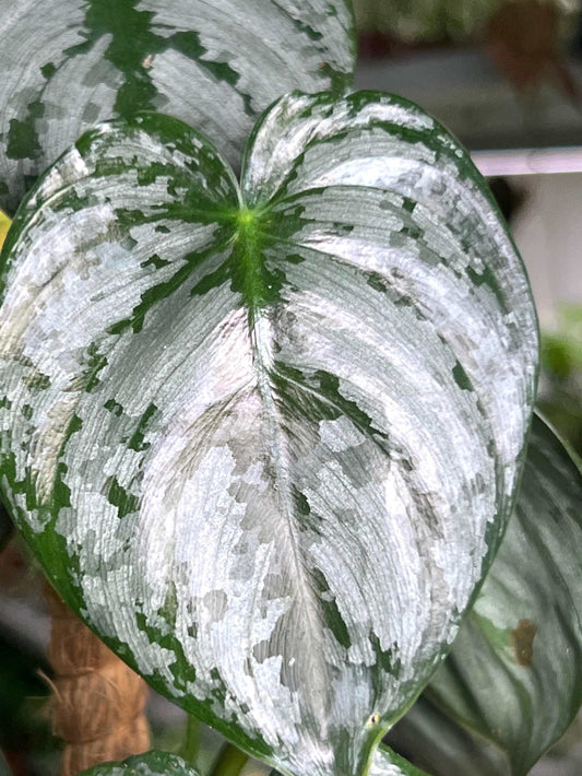 Philodendron brandtianum