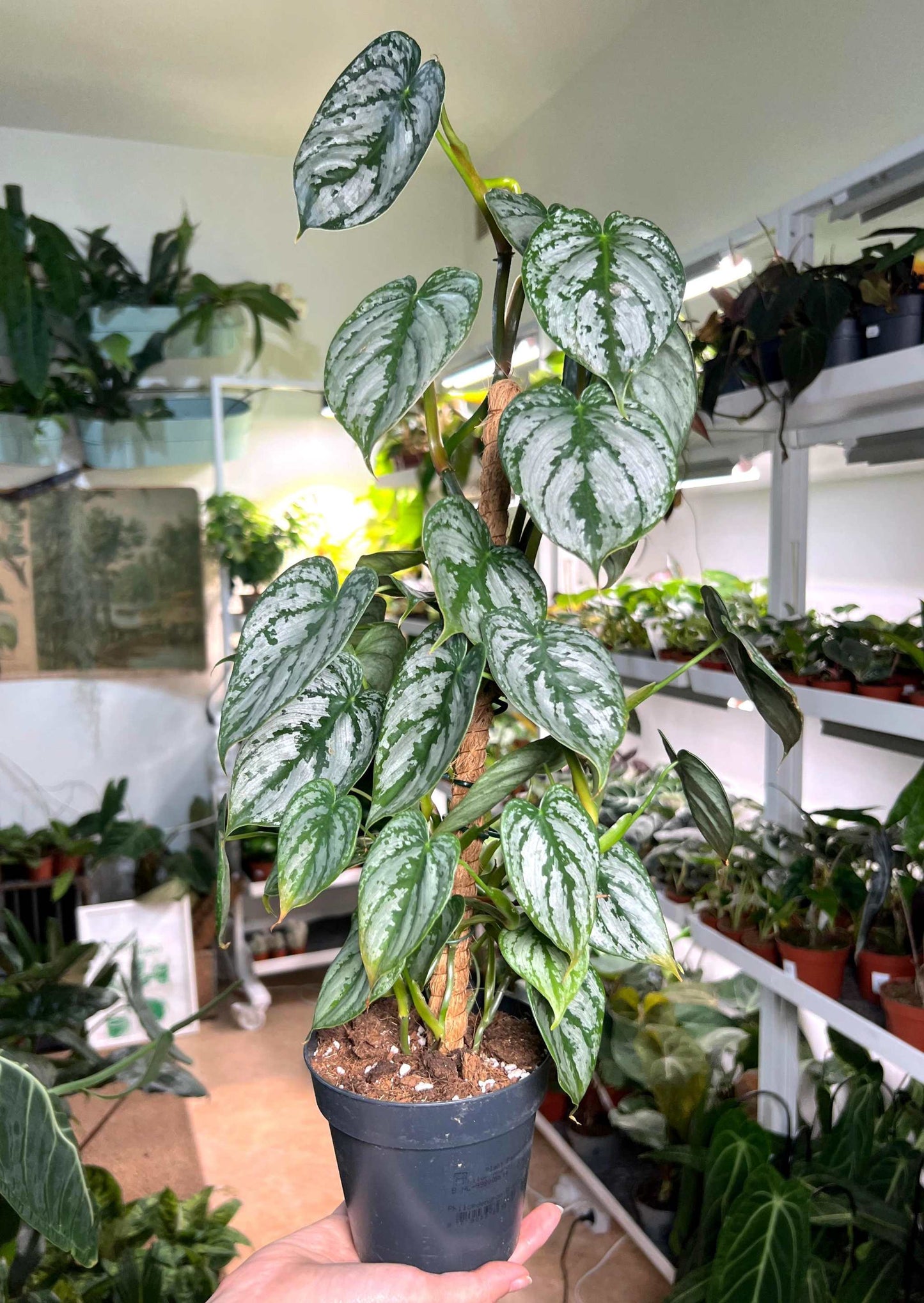 Philodendron brandtianum