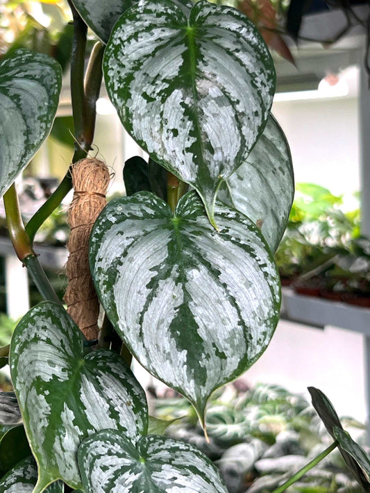 Philodendron brandtianum