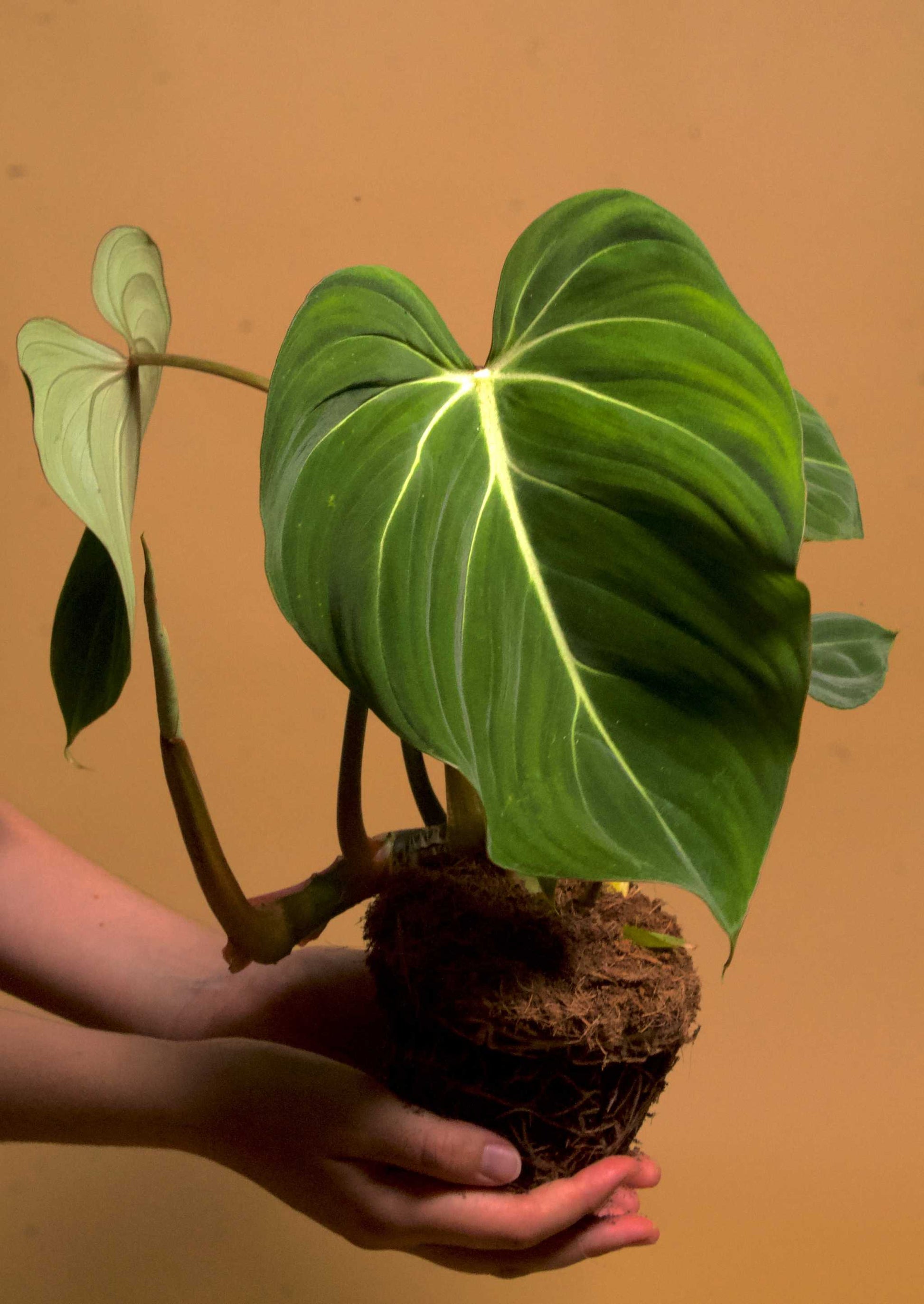 philodendron gloriosum sverige Philodendron gloriosum | Rare houseplants for sale