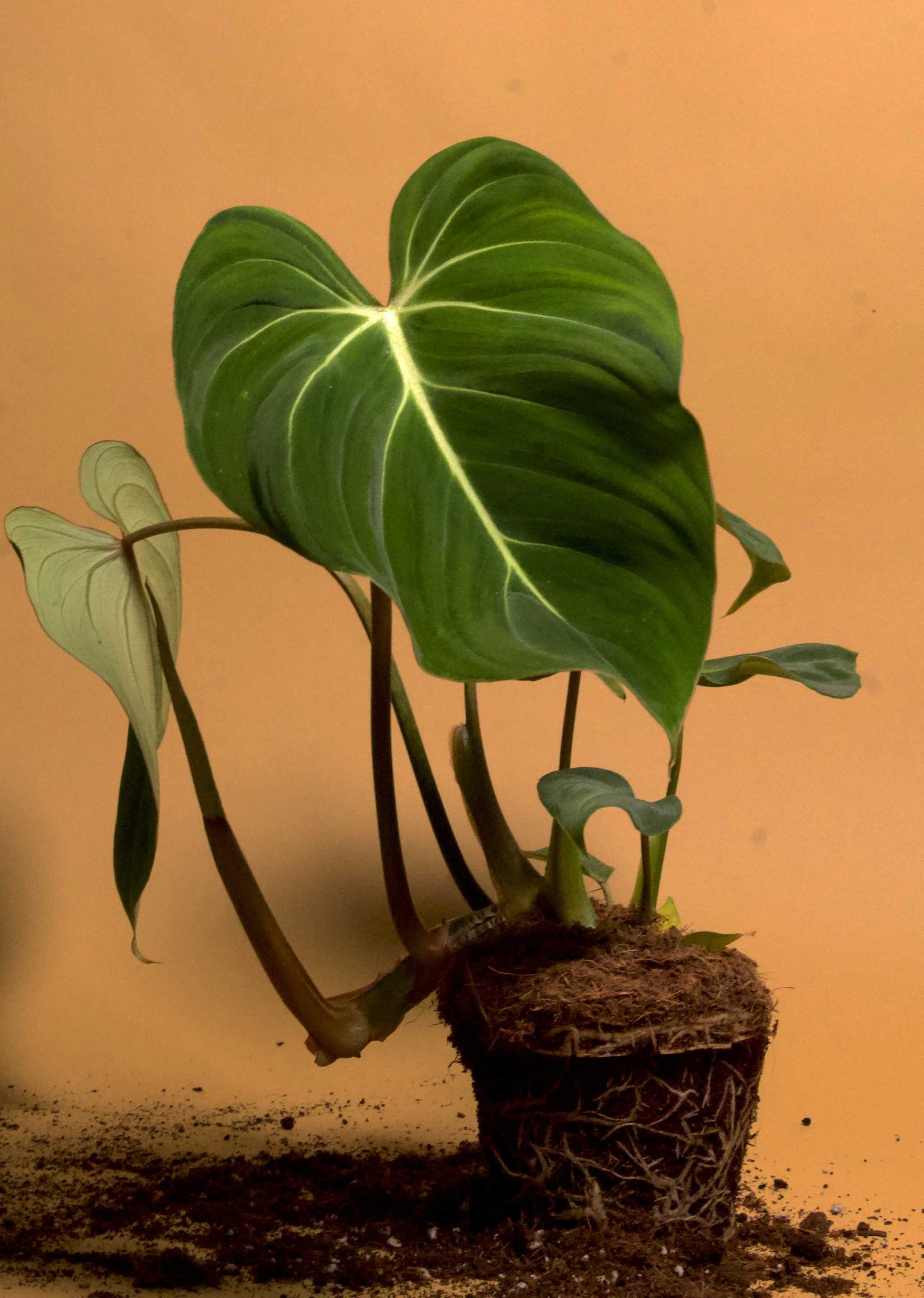 philodendron gloriosum soil Philodendron gloriosum | Rare houseplants for sale