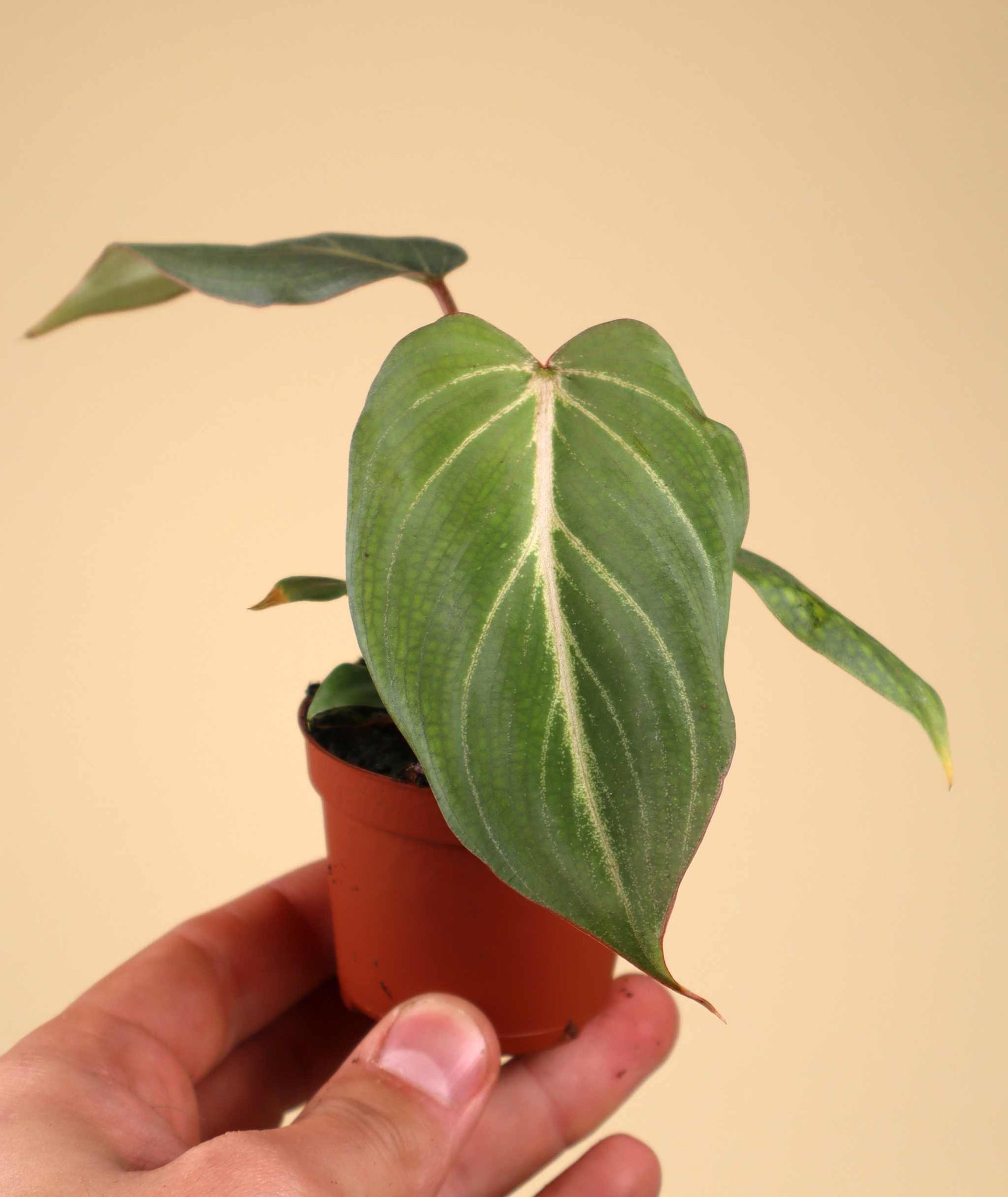 Philodendron gloriosum | Grünpflanzen online kaufen