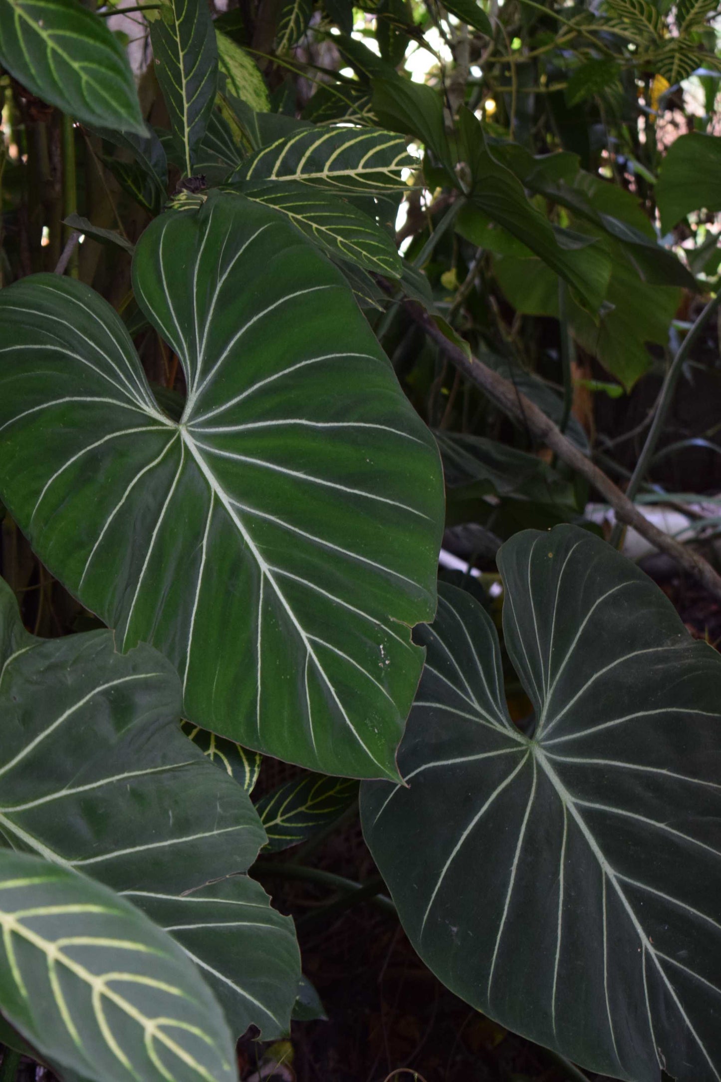 Philodendron gloriosum