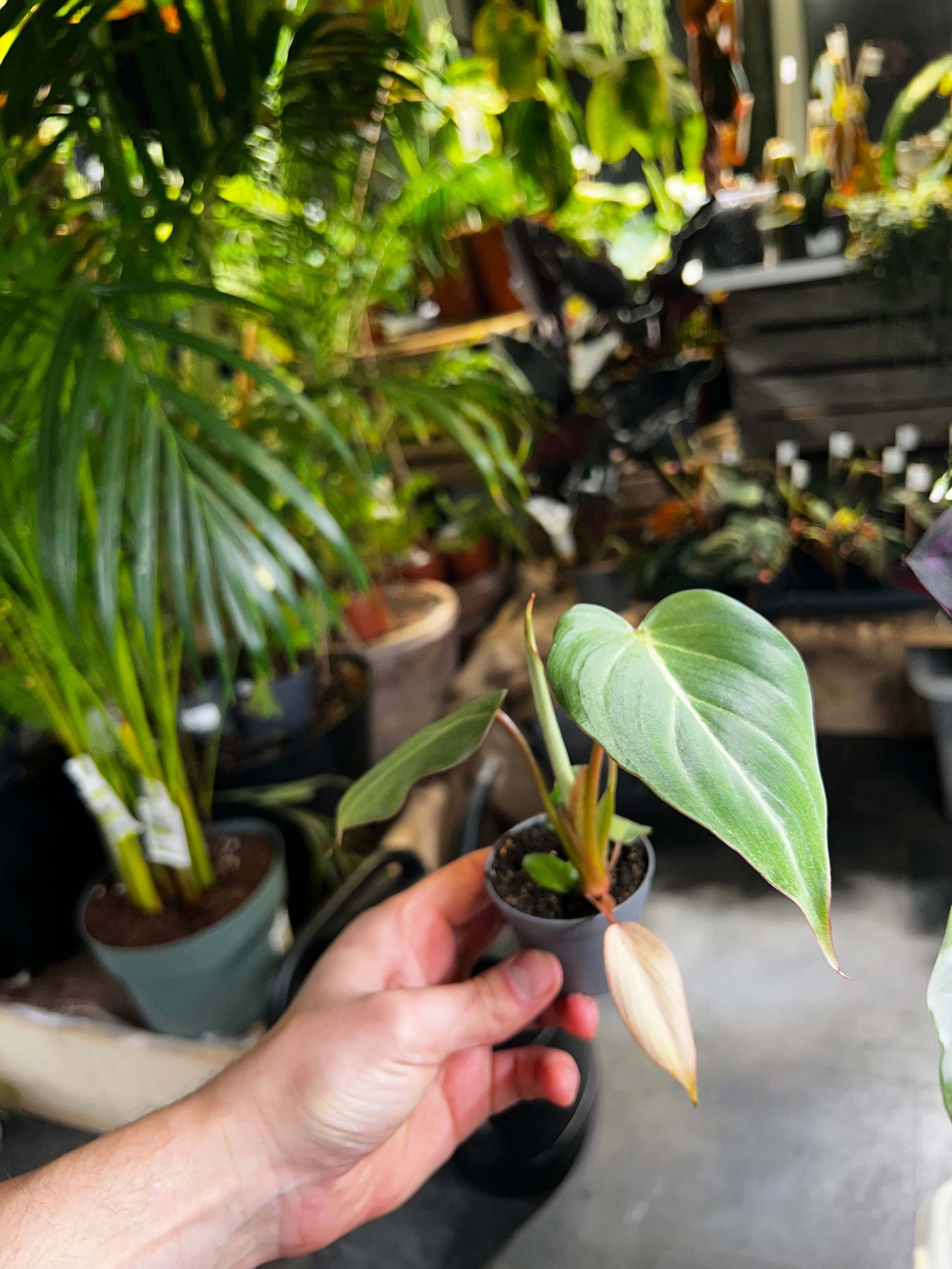 philodendron gloriosum exempelväxt
