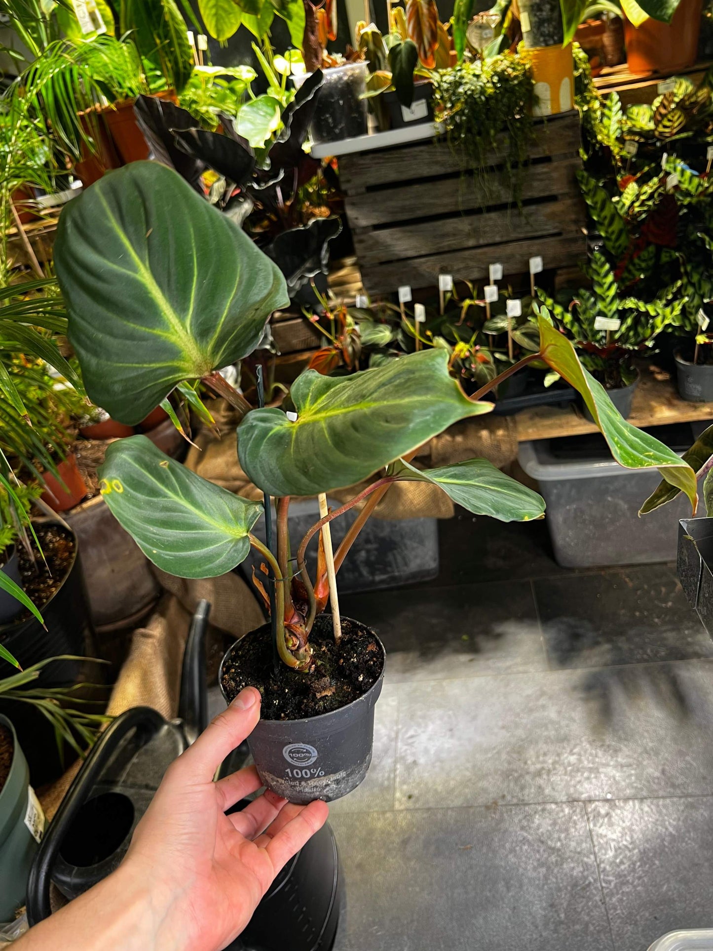 philodendron gloriosum stor exempelväxt