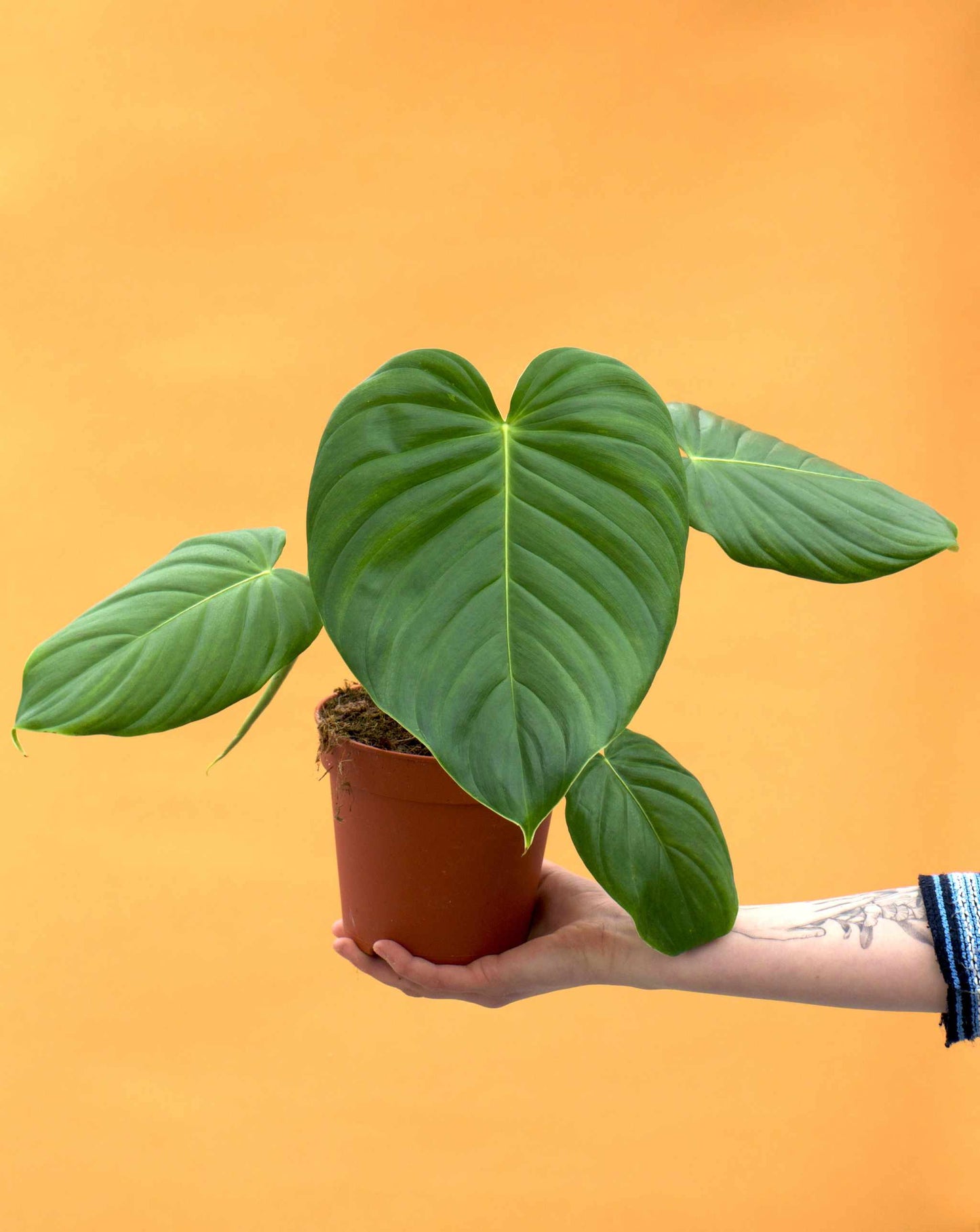 Philodendron grandipes