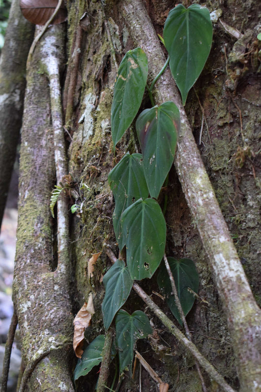 Philodendron micans