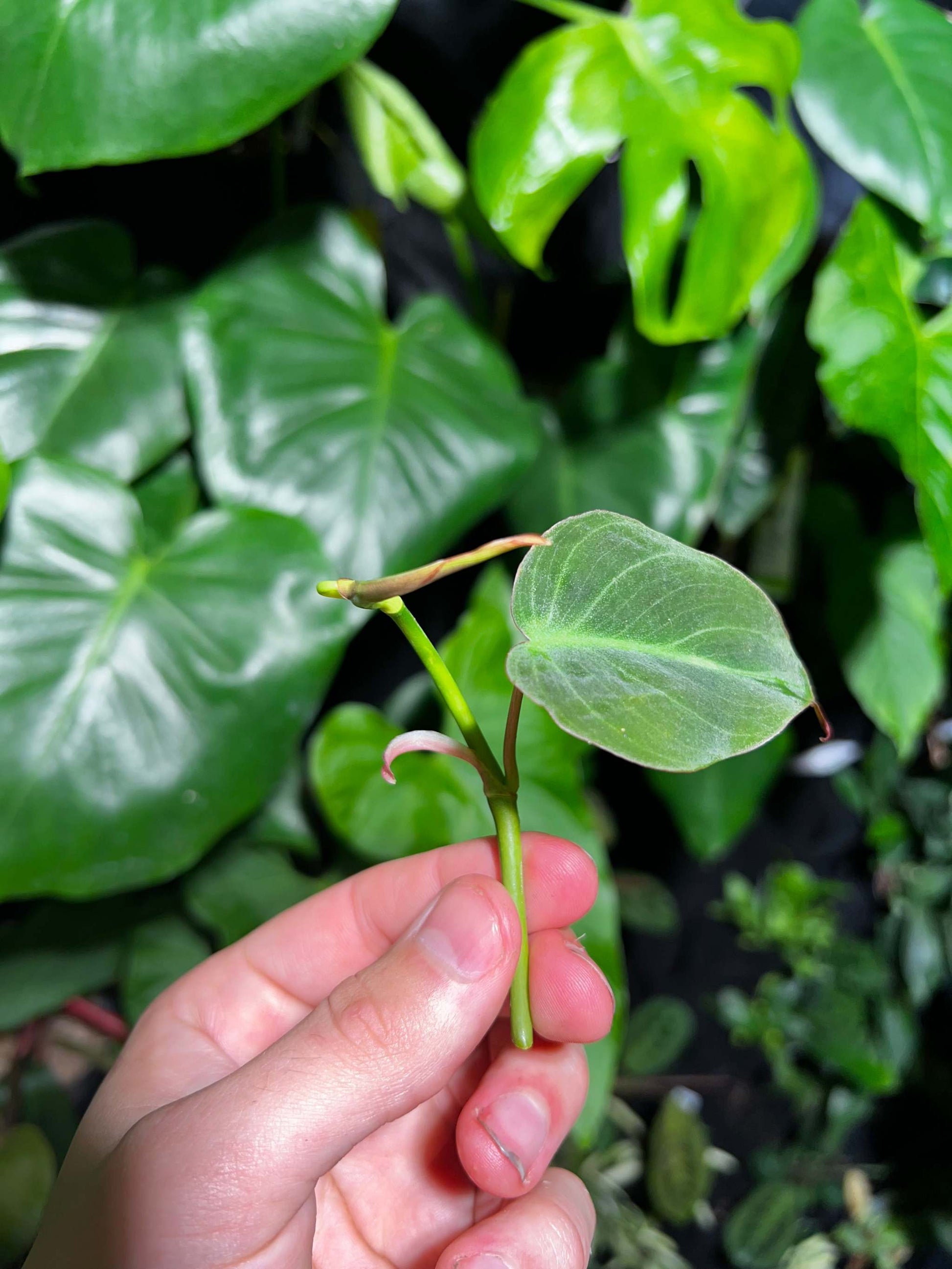philodendron micans stickling