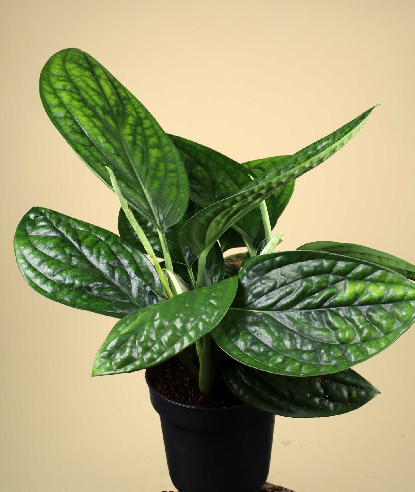 Philodendron opacum
