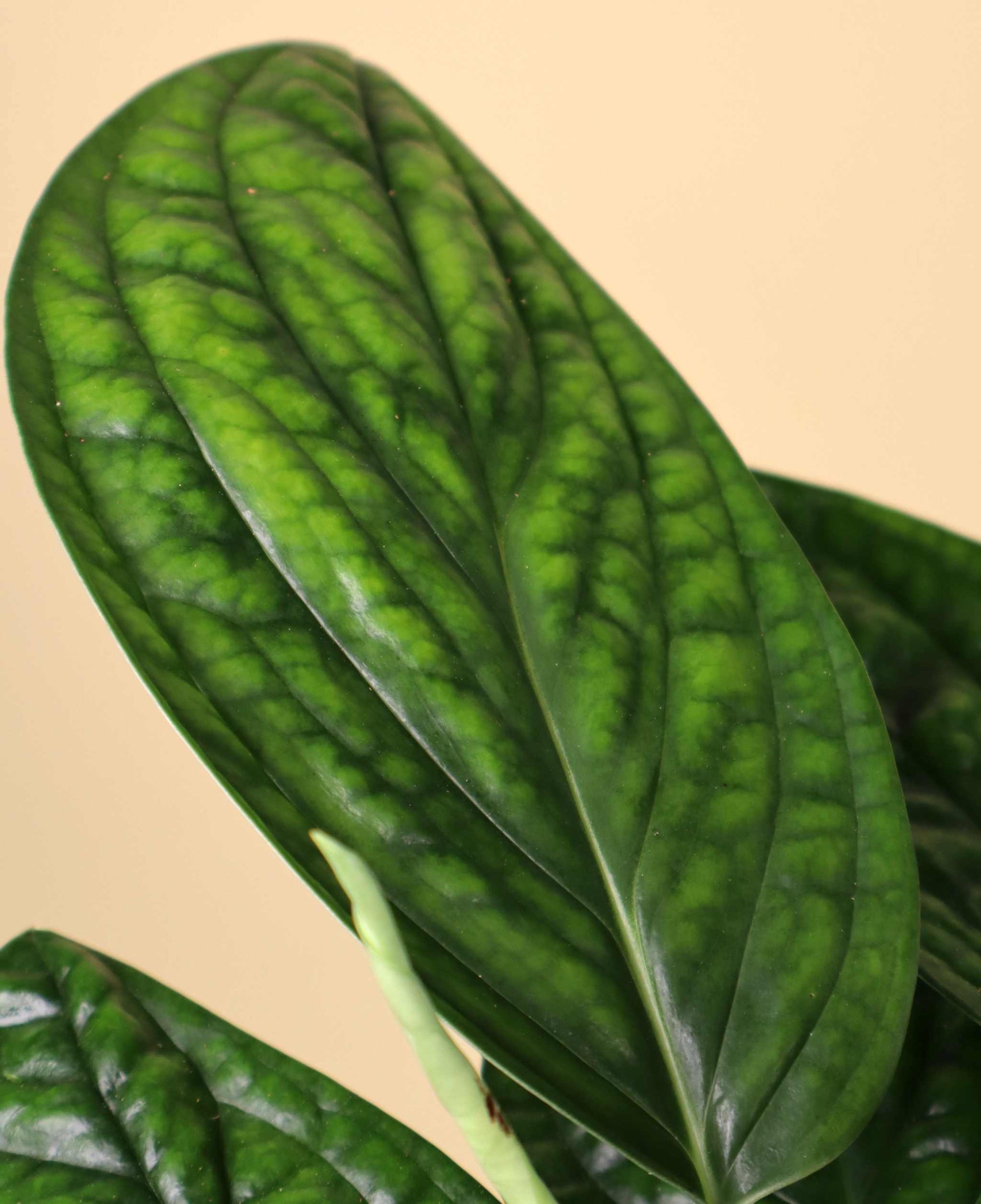 Philodendron opacum