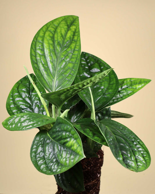 Philodendron opacum