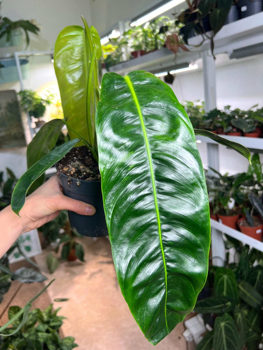 Philodendron patriciae