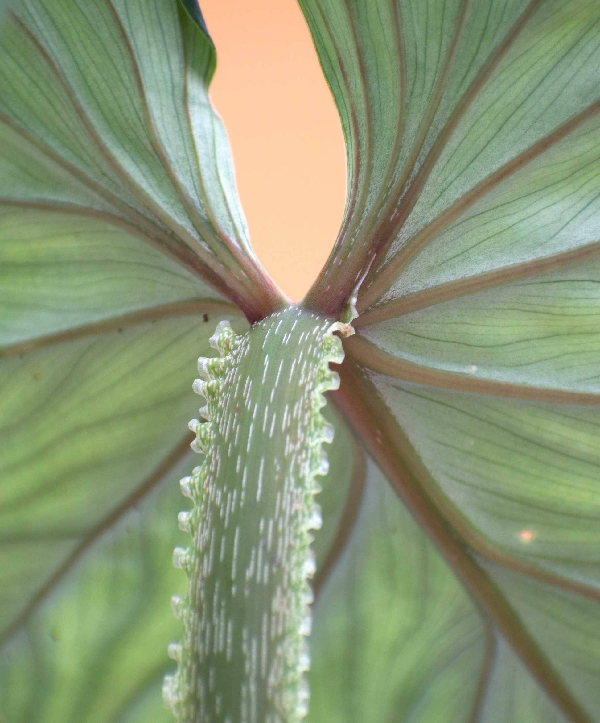 philodendron plowmanii stem Philodendron Plowmanii