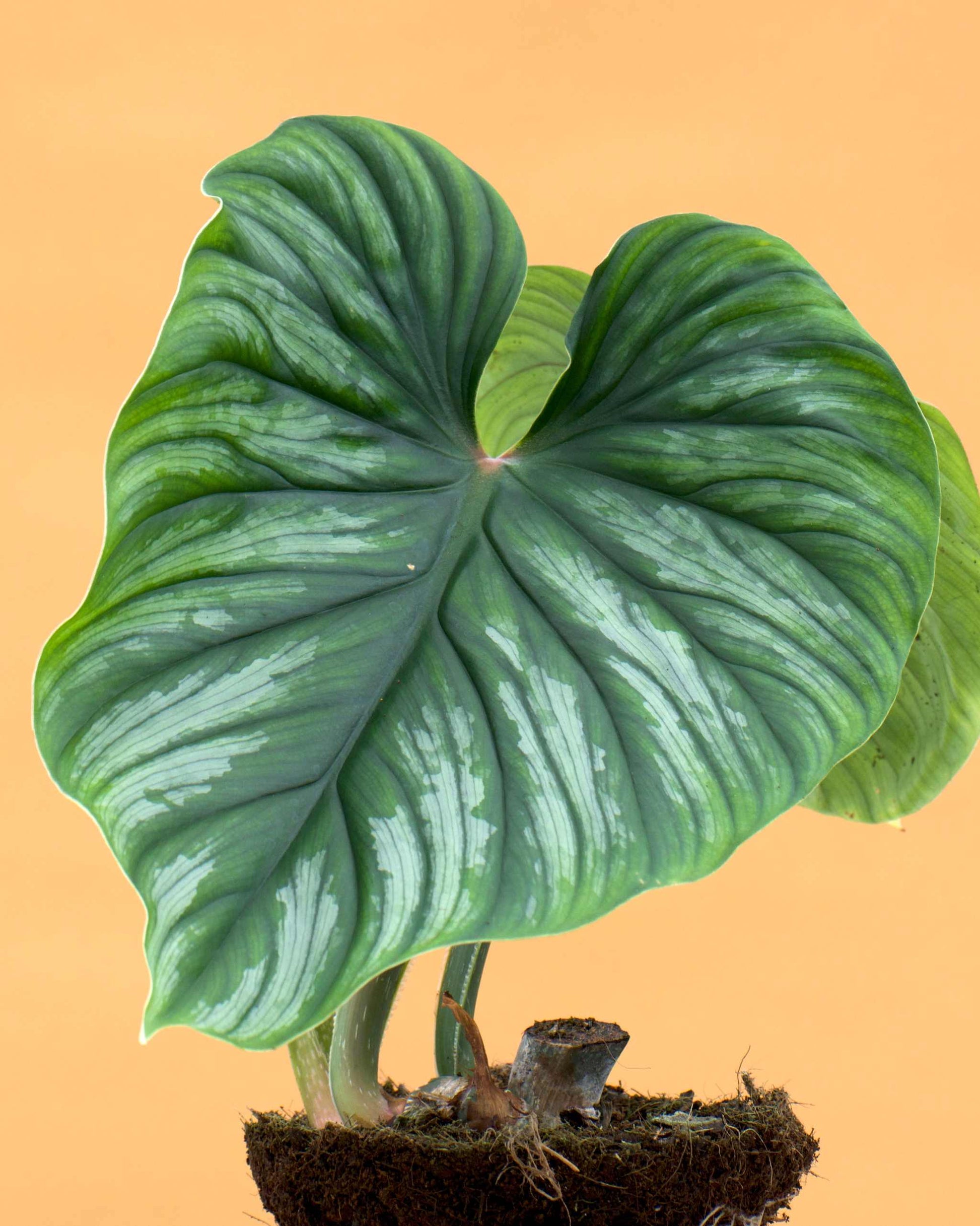 philodendron plowmanii propagation Philodendron Plowmanii