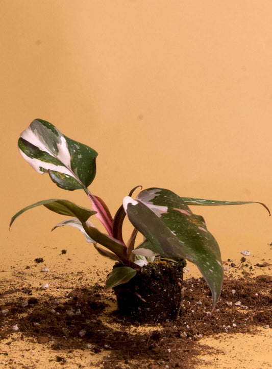 Philodendron red anderson