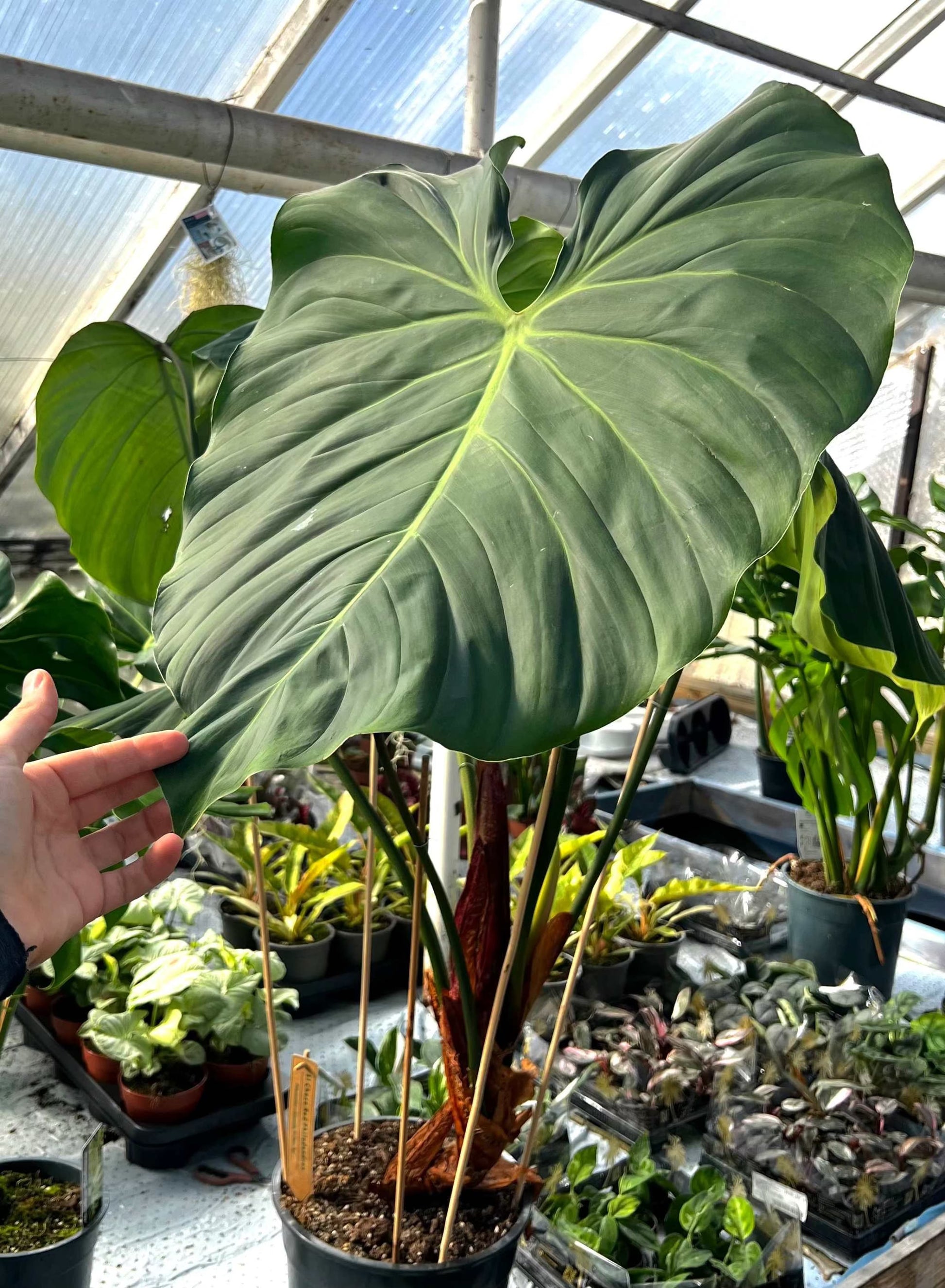 philodendron rubrijuvenile el choco red Philodendron Rubrijuvenile 'El Choco Red' For Sale