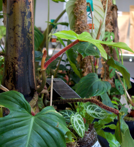 philodendron squamiferum mossranka planterad 