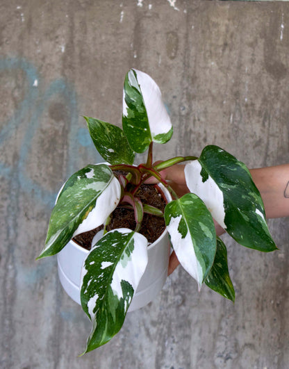 philodendron white princess