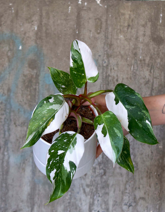 philodendron white princess