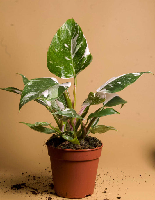 Philodendron 'White Princess'