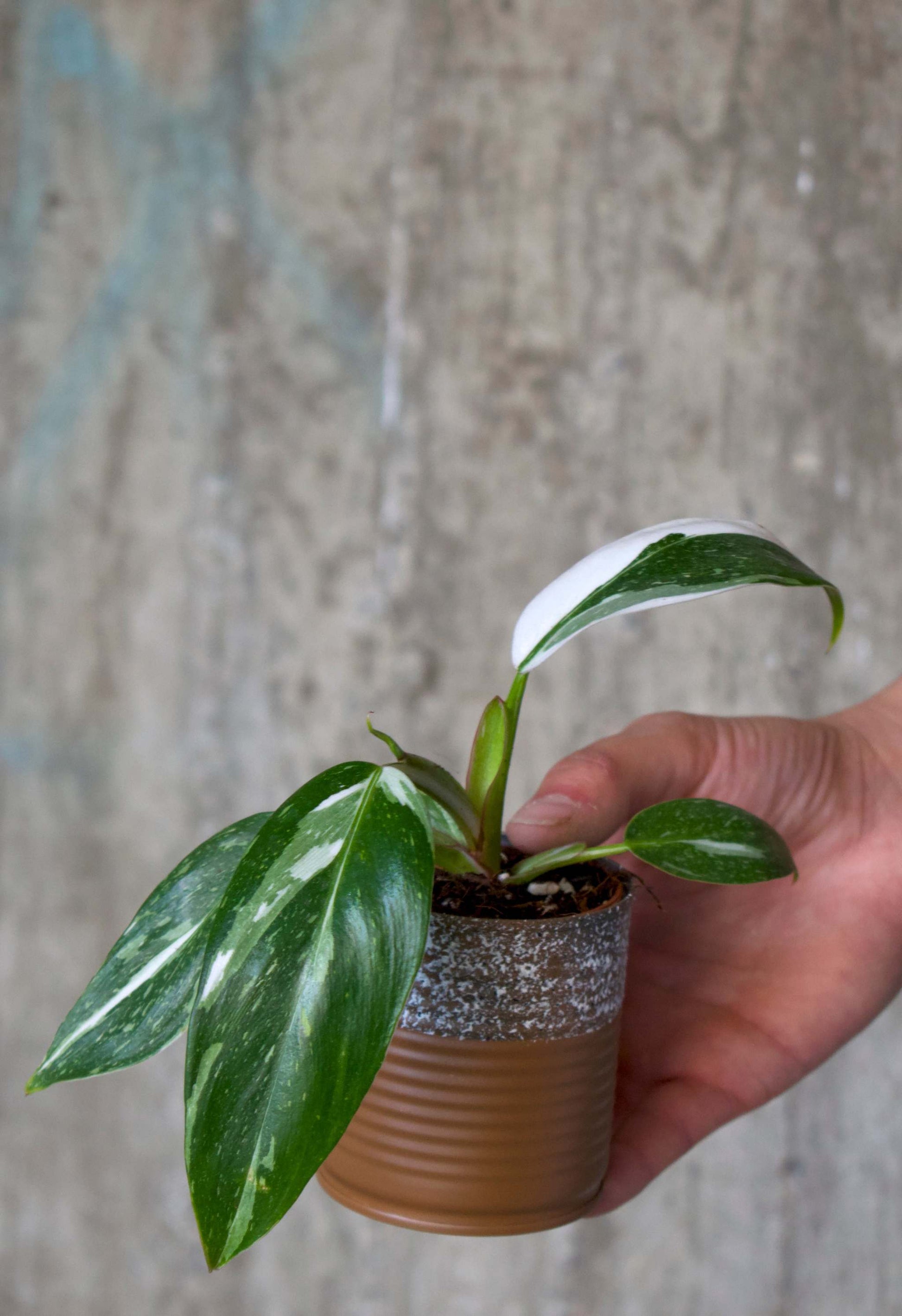 philodendron white princess liten