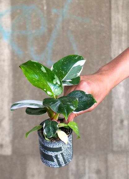 philodendron white princess medium