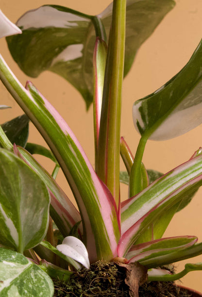 Philodendron 'White Princess'