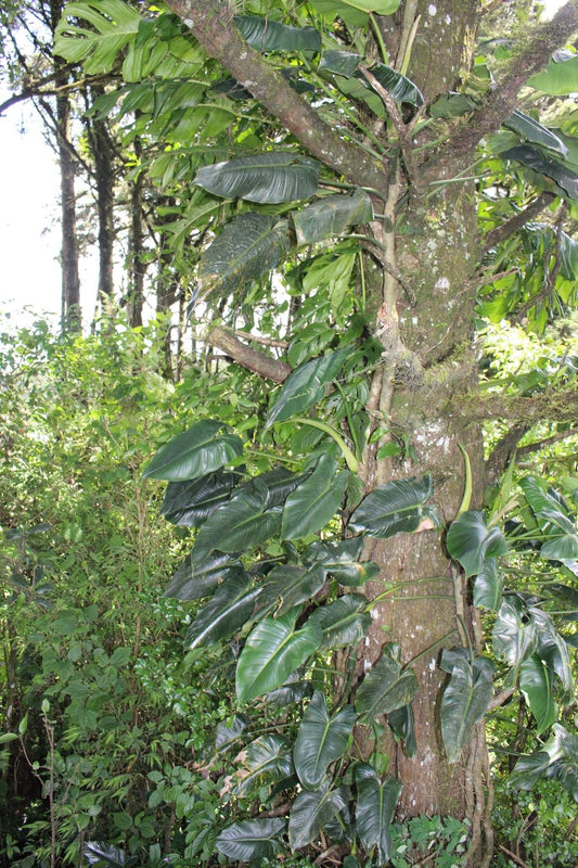 Philodendron brenesii