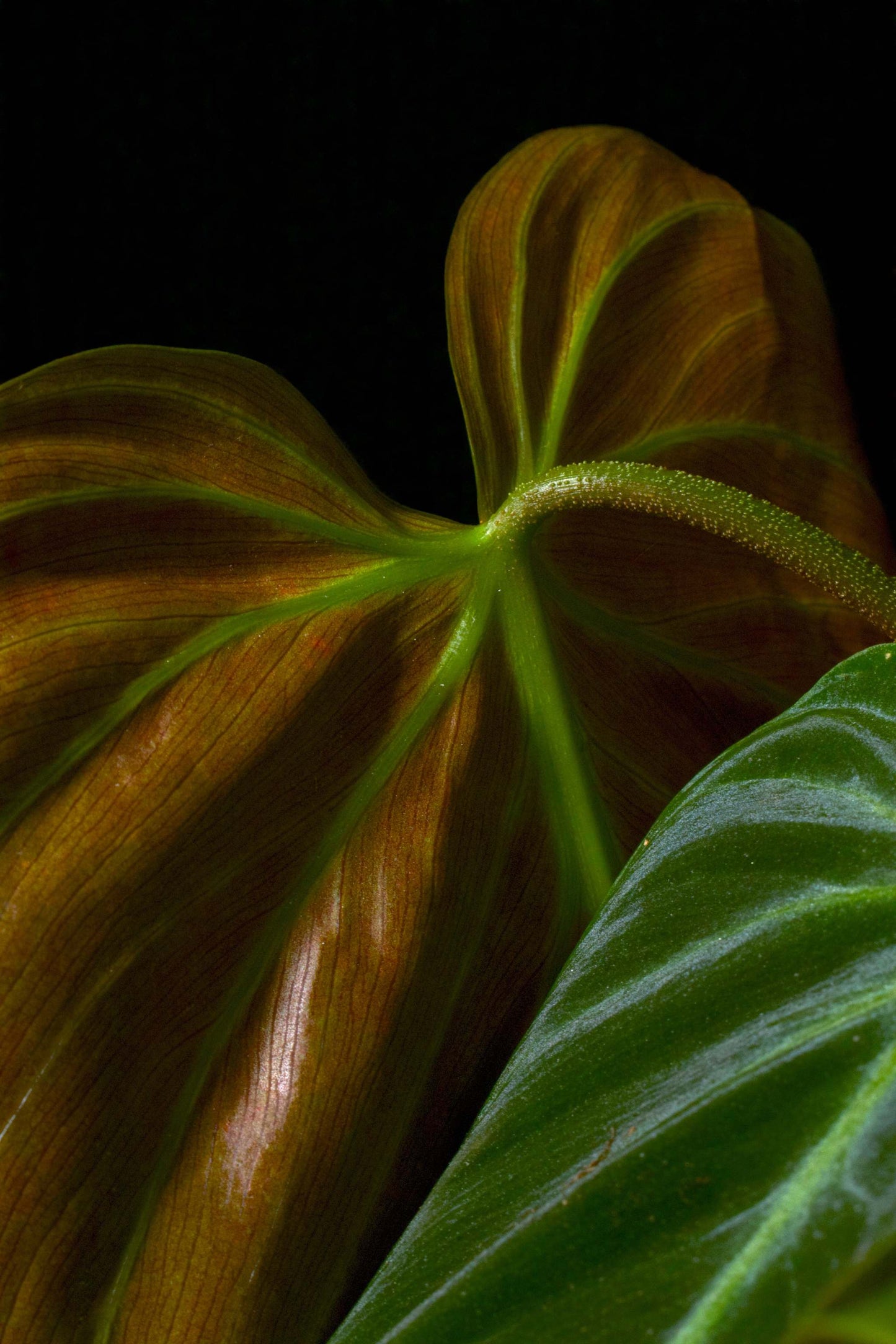 Philodendron rubrijuvenile 'El Choco Red'
