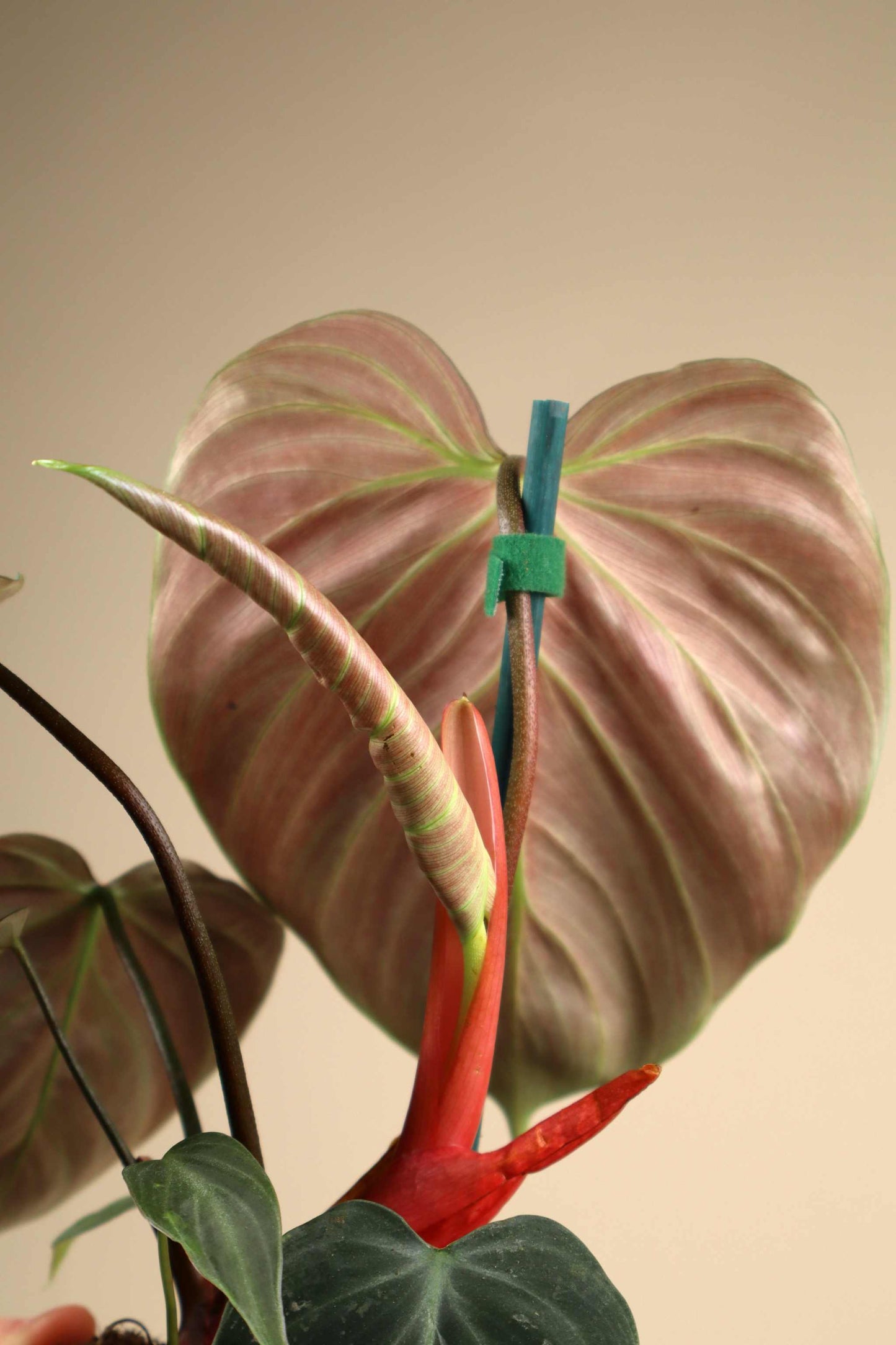 Philodendron rubrijuvenile 'El Choco Red'