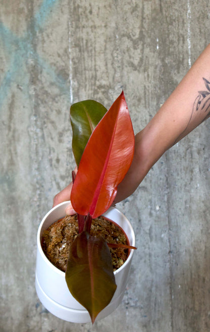 philodendron selloum sun red Philodendron Selloum 'Sun Red'