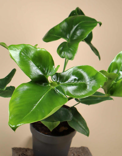 Philodendron goeldii