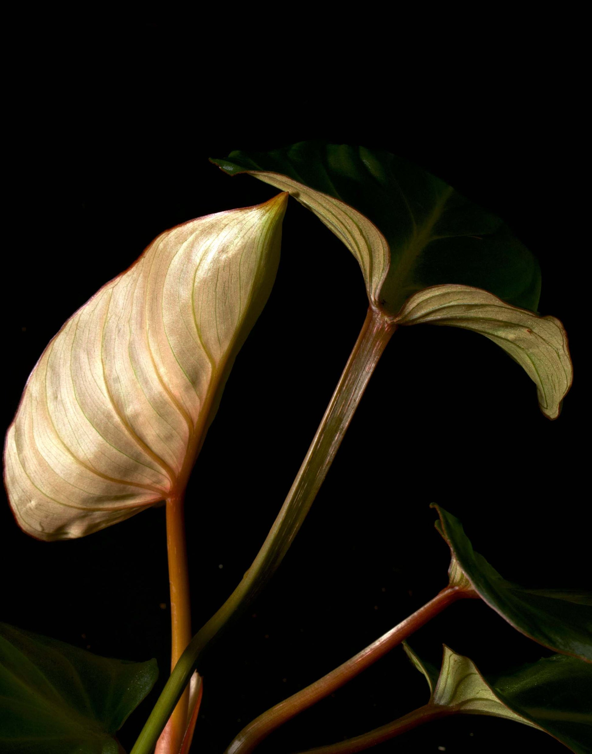 philodendron gloriosum stjälk