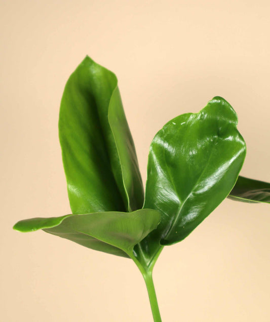 Philodendron goeldii