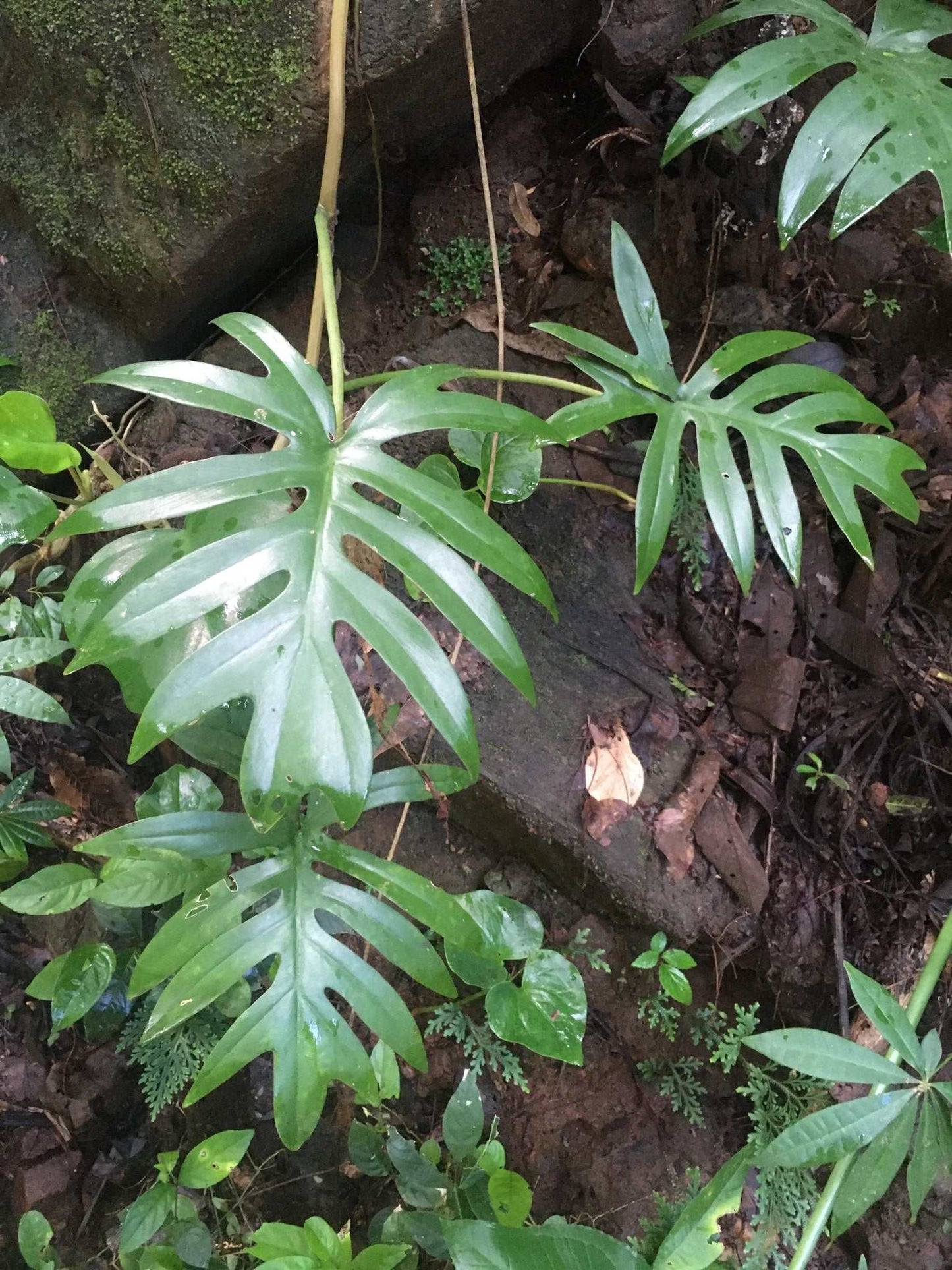 Philodendron mayoi