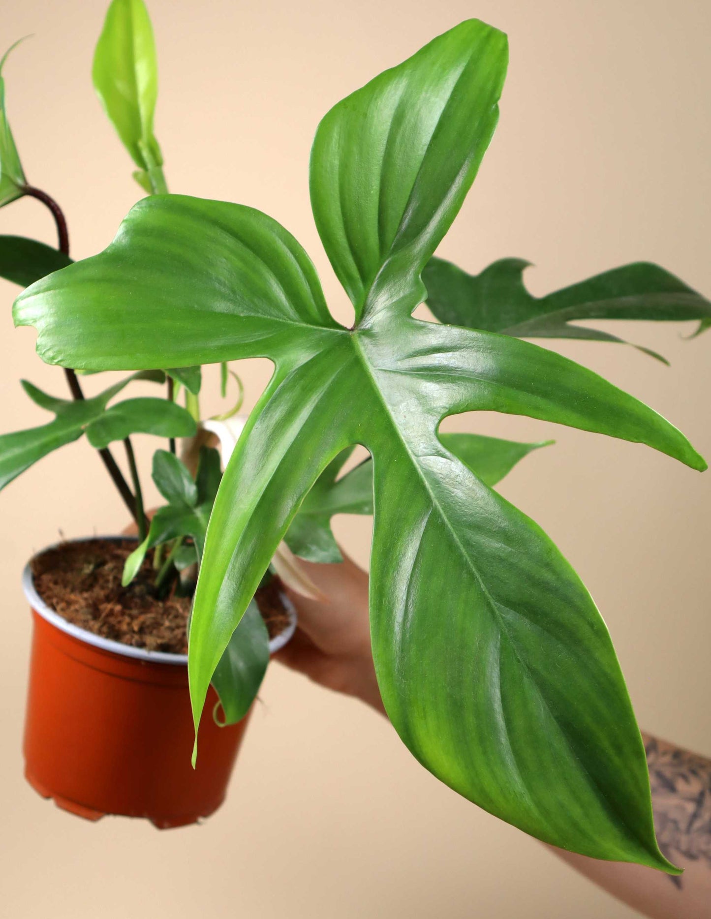 Philodendron pedatum